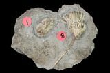 Two Fossil Crinoids (Aorocrinus & Eretmocrinus) - Gilmore City, Iowa #148683-1